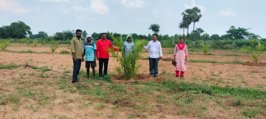 ఉద్యాన పంటల సాగుకు రాయితీలు