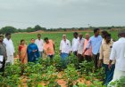 ఉన్నత అధికారుల క్షేత్ర సాయి సందర్శన