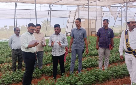 చామంతి పూల తోటను తనిఖీ చేసిన జిల్లా కలెక్టర్