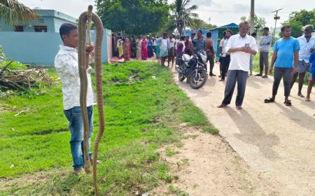 రామాలయ కాలనీలో విషసర్పాల బీభత్సం