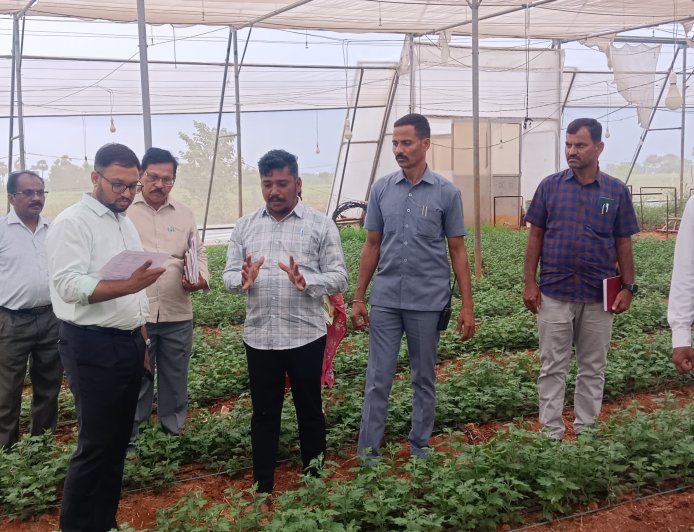 చామంతి పూల తోటను తనిఖీ చేసిన జిల్లా కలెక్టర్