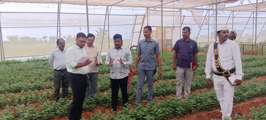 చామంతి పూల తోటను తనిఖీ చేసిన జిల్లా కలెక్టర్