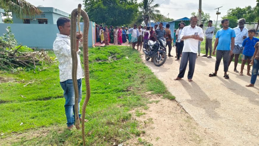 రామాలయ కాలనీలో విషసర్పాల బీభత్సం