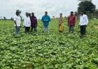 ఆరుతడి పంటలు వెయ్యాలి ఏవో నాగేశ్వరరావు