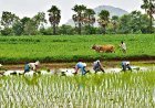 వరుణుడి కరుణతో సంతోషంలో మునిగిన రైతన్నలు