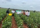 సమగ్ర సస్యరక్షణ పై రైతులకు అవగాహన