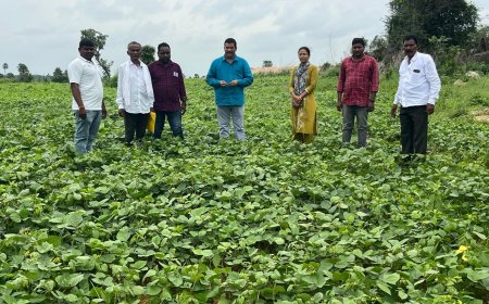 ఆరుతడి పంటలు వెయ్యాలి ఏవో నాగేశ్వరరావు