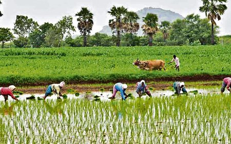 వరుణుడి కరుణతో సంతోషంలో మునిగిన రైతన్నలు