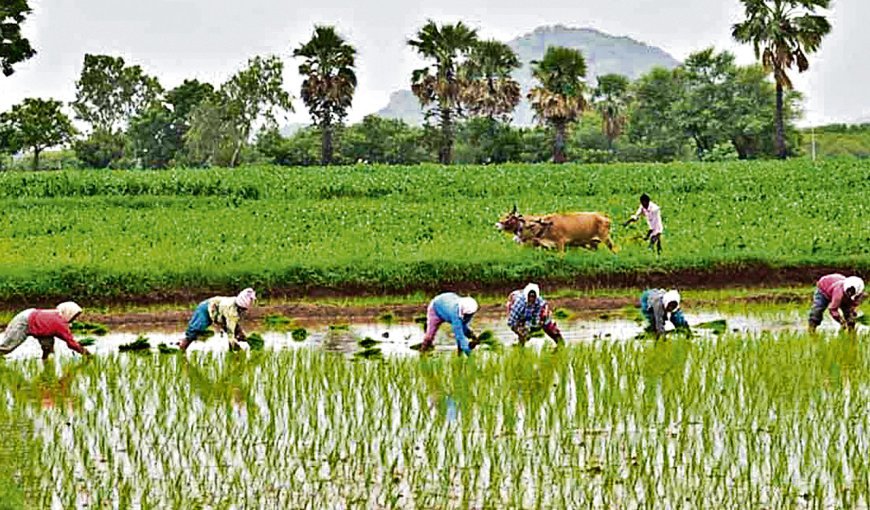 వరుణుడి కరుణతో సంతోషంలో మునిగిన రైతన్నలు