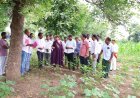 సన్న వడ్ల సాగుకు ప్రోత్సాహం – రైతులకు క్వింటాలుకు రూ.500 బోనస్